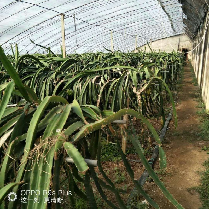 红心火龙果苗