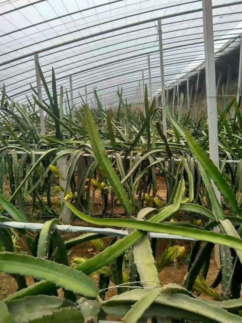 红心火龙果苗