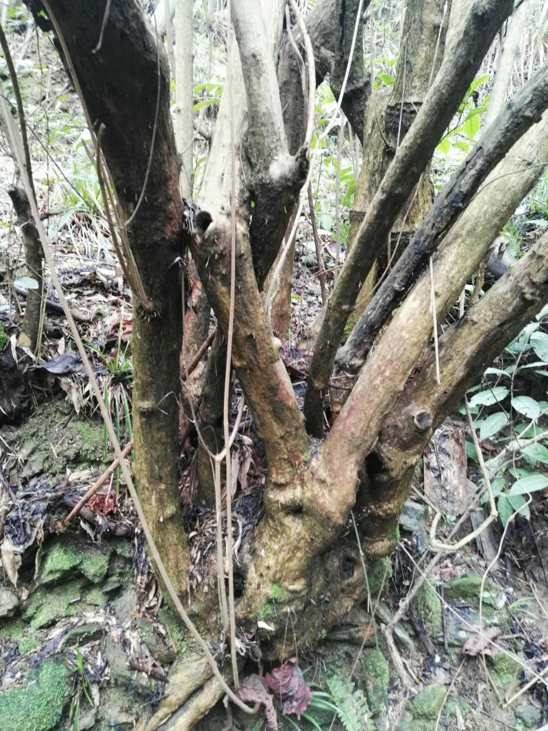 黄荆下山桩现挖现卖