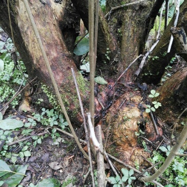黄荆下山桩现挖现卖