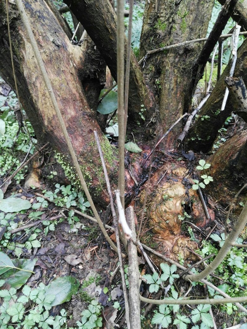 黄荆下山桩现挖现卖