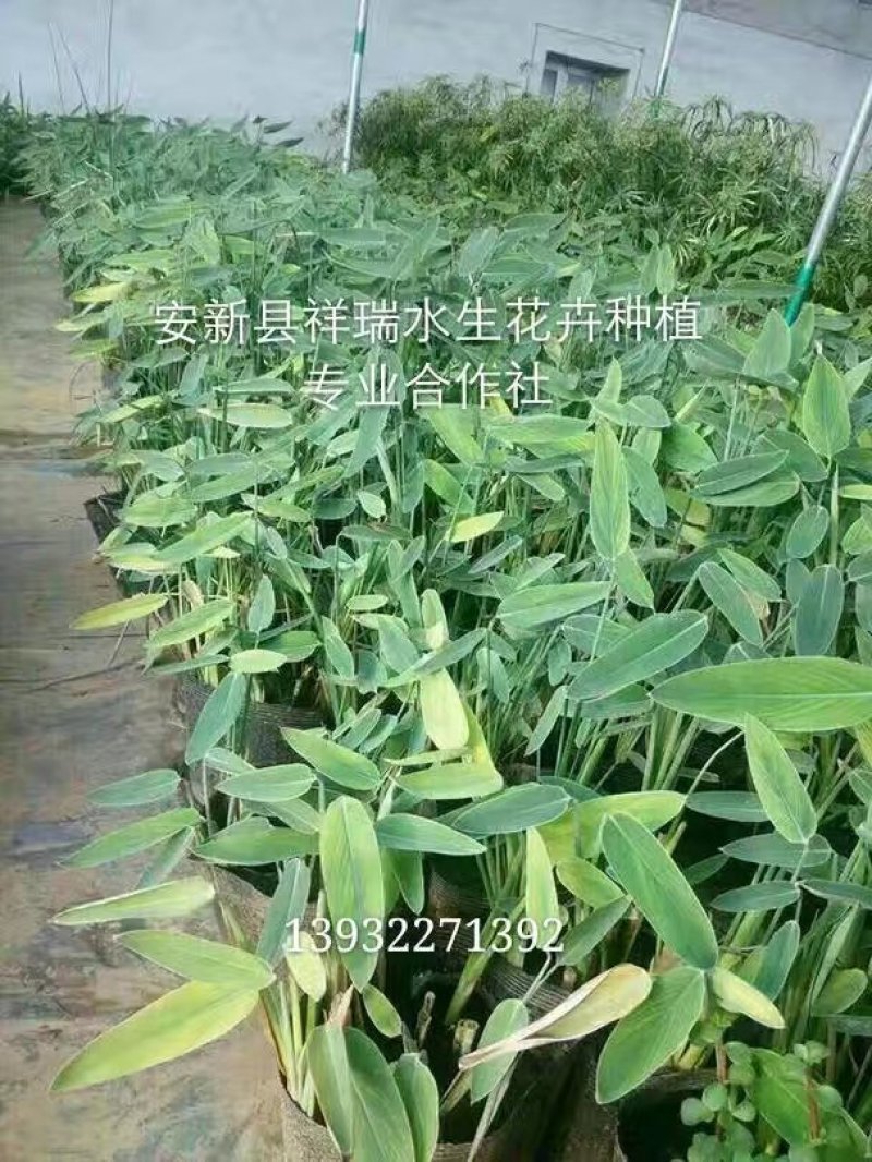 再力花