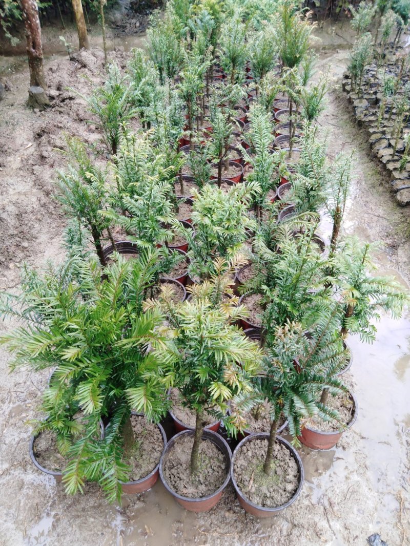 红豆杉苗（包邮）