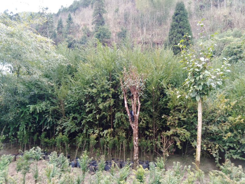 红豆杉苗（包邮）