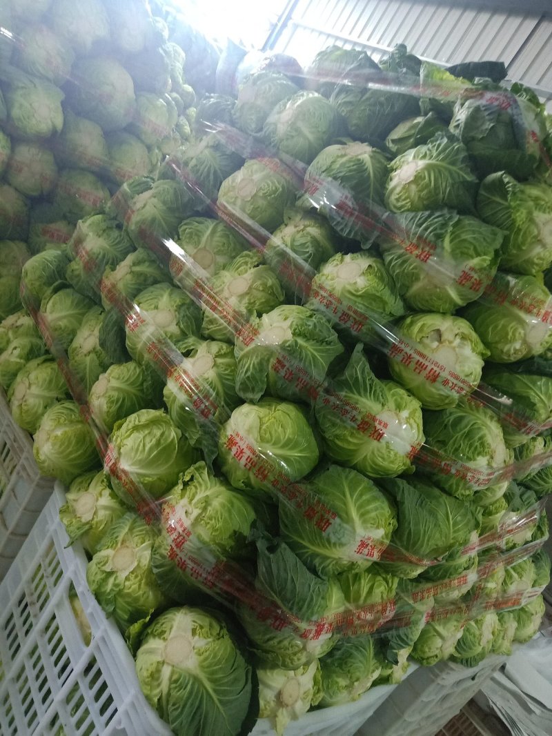 京丰一号，，包菜万亩蔬菜基地直发，一手货源
