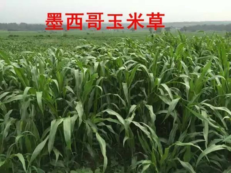 墨西哥玉米草种子养牛的首选