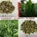 墨西哥玉米草种子养牛的首选