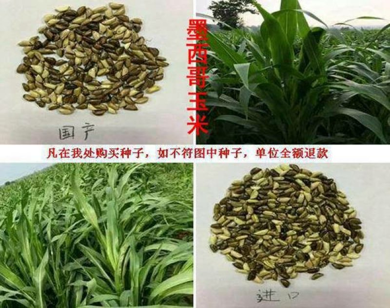 墨西哥玉米草种子养牛的首选