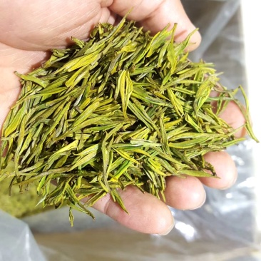 安吉白茶