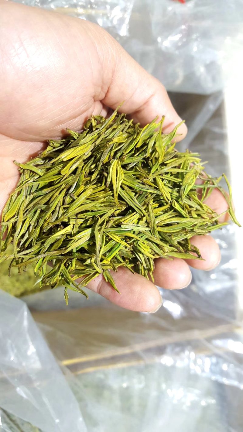 安吉白茶
