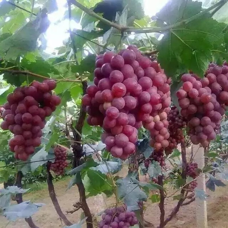 盆栽葡萄
