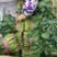 精品大叶菠菜25～30厘米货源充足价格真实
