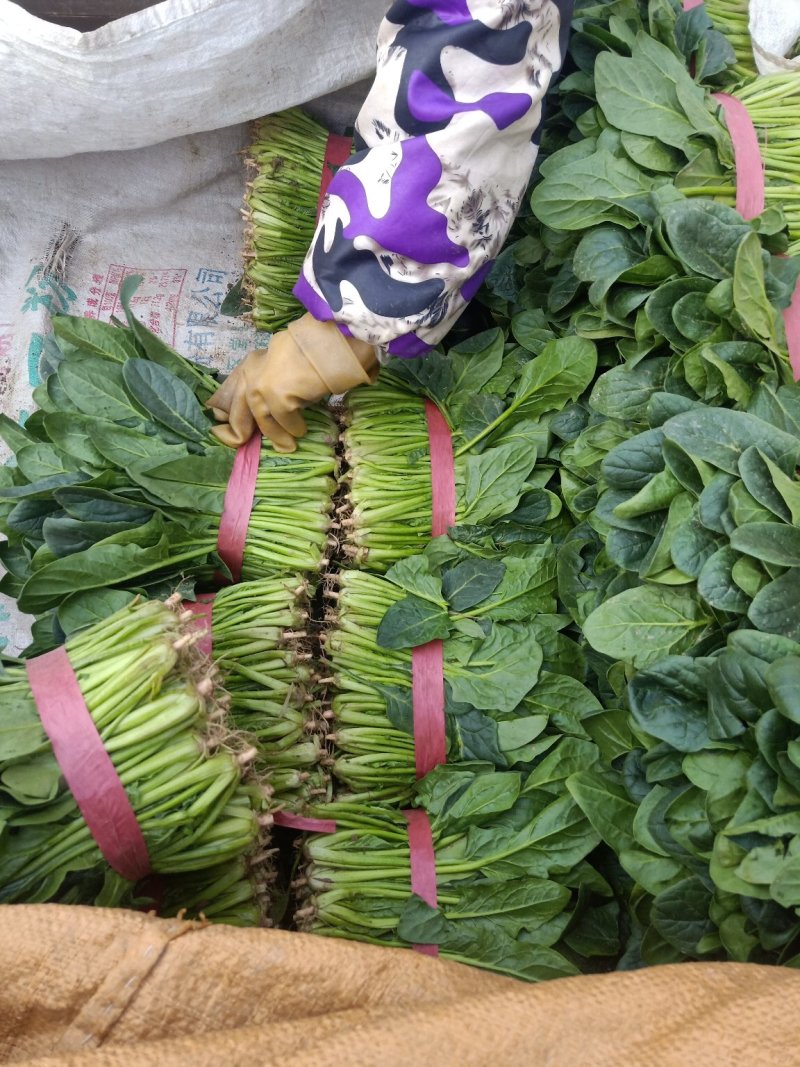 精品大叶菠菜25～30厘米货源充足价格真实