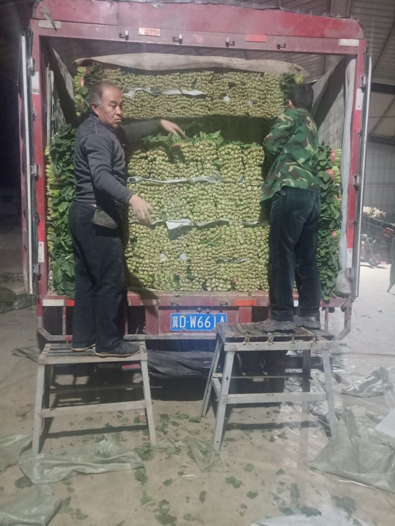 精品大叶菠菜25～30厘米货源充足价格真实