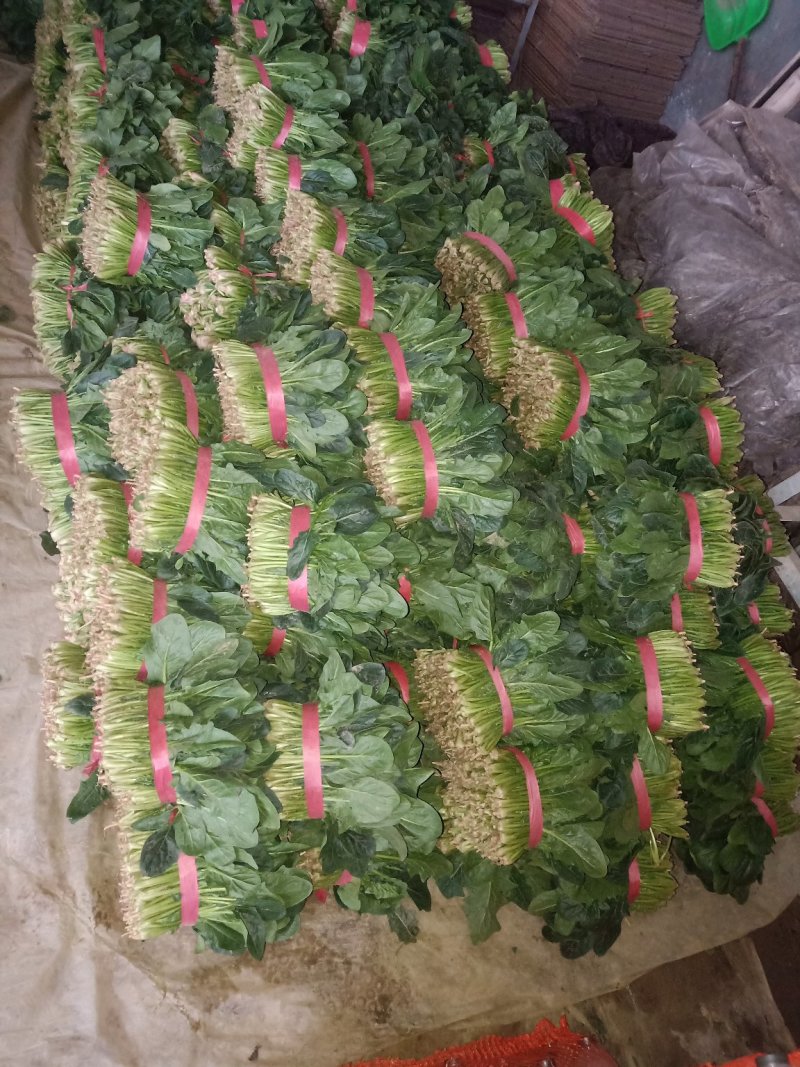 精品大叶菠菜25～30厘米货源充足价格真实