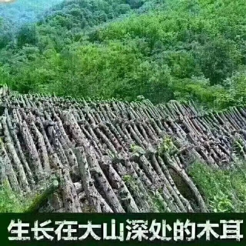 东北山珍木耳（一级）1公斤起