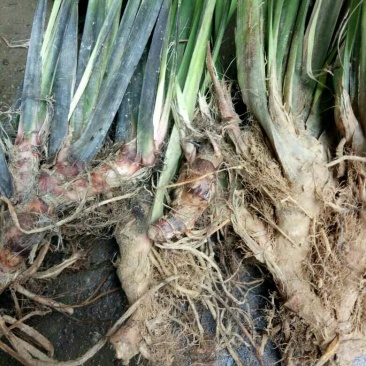 野生石菖蒲