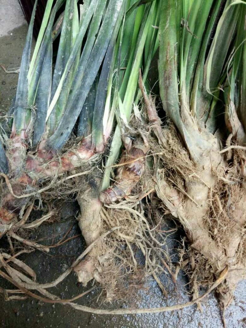 野生石菖蒲