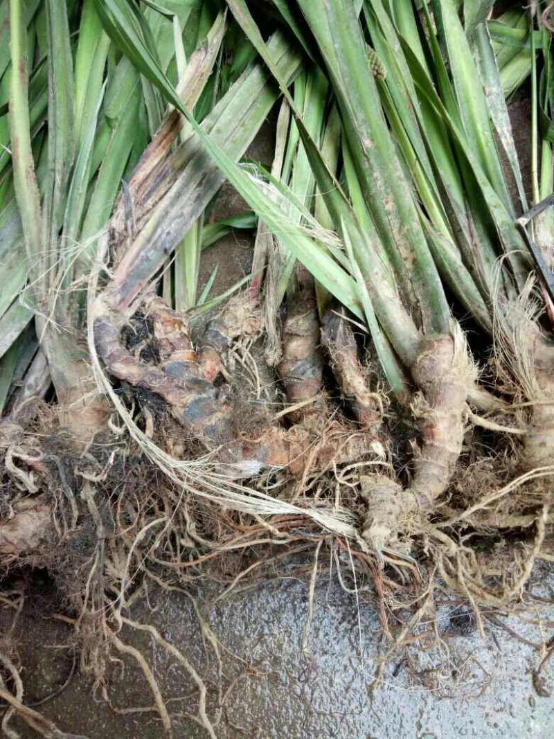 野生石菖蒲
