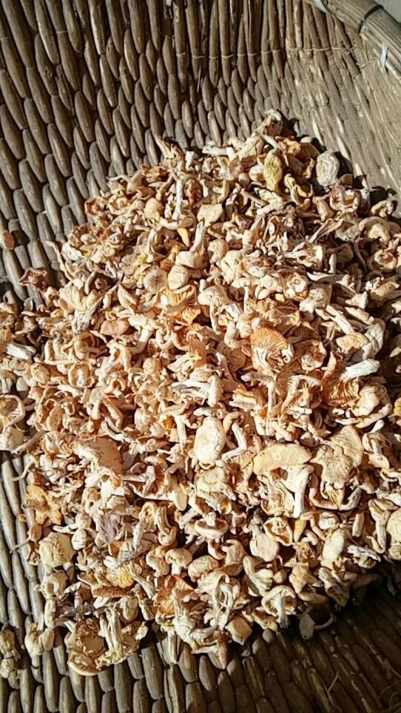 【推荐】白油蘑产地直发品质保证可视频看货欢迎下单