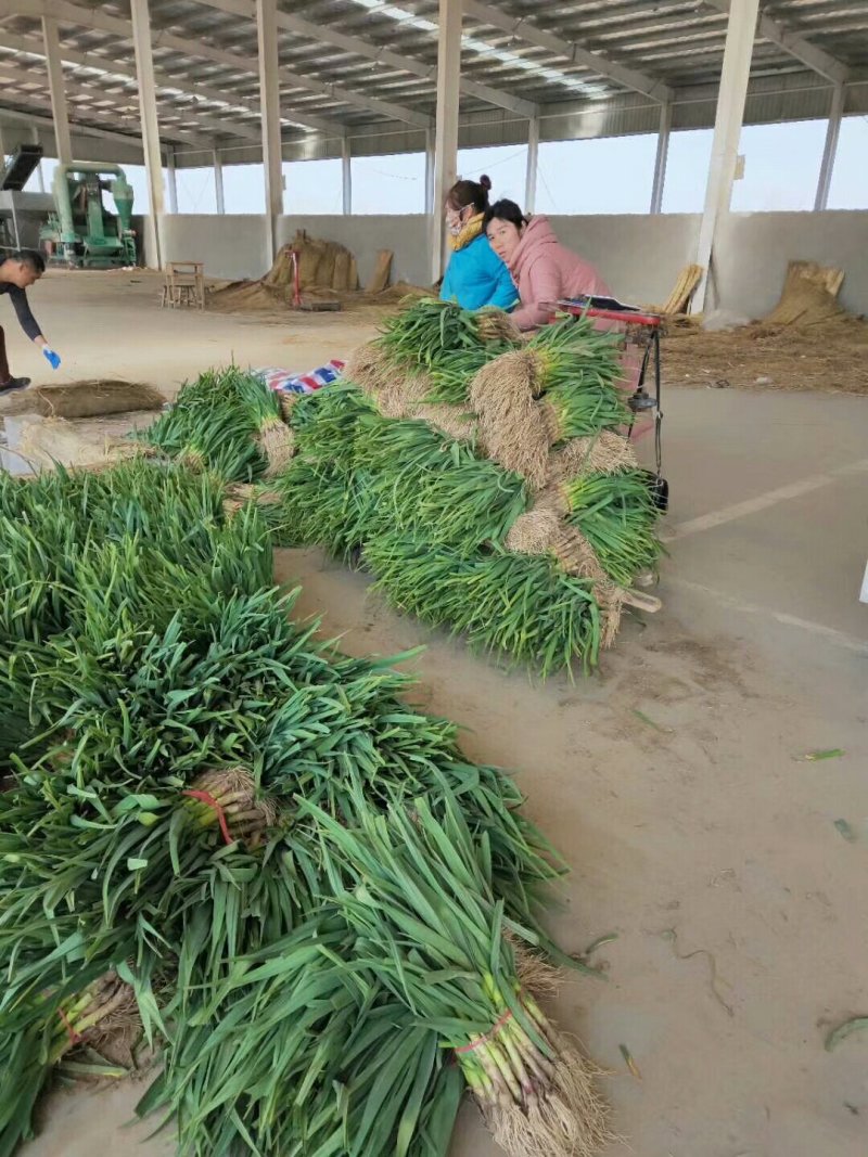 丰县陆地【红根蒜苗】产地直供全国代发