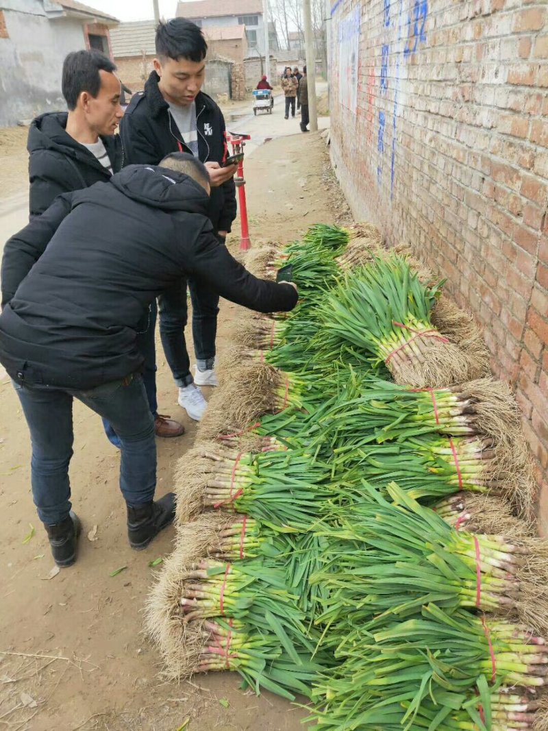 丰县陆地【红根蒜苗】产地直供全国代发