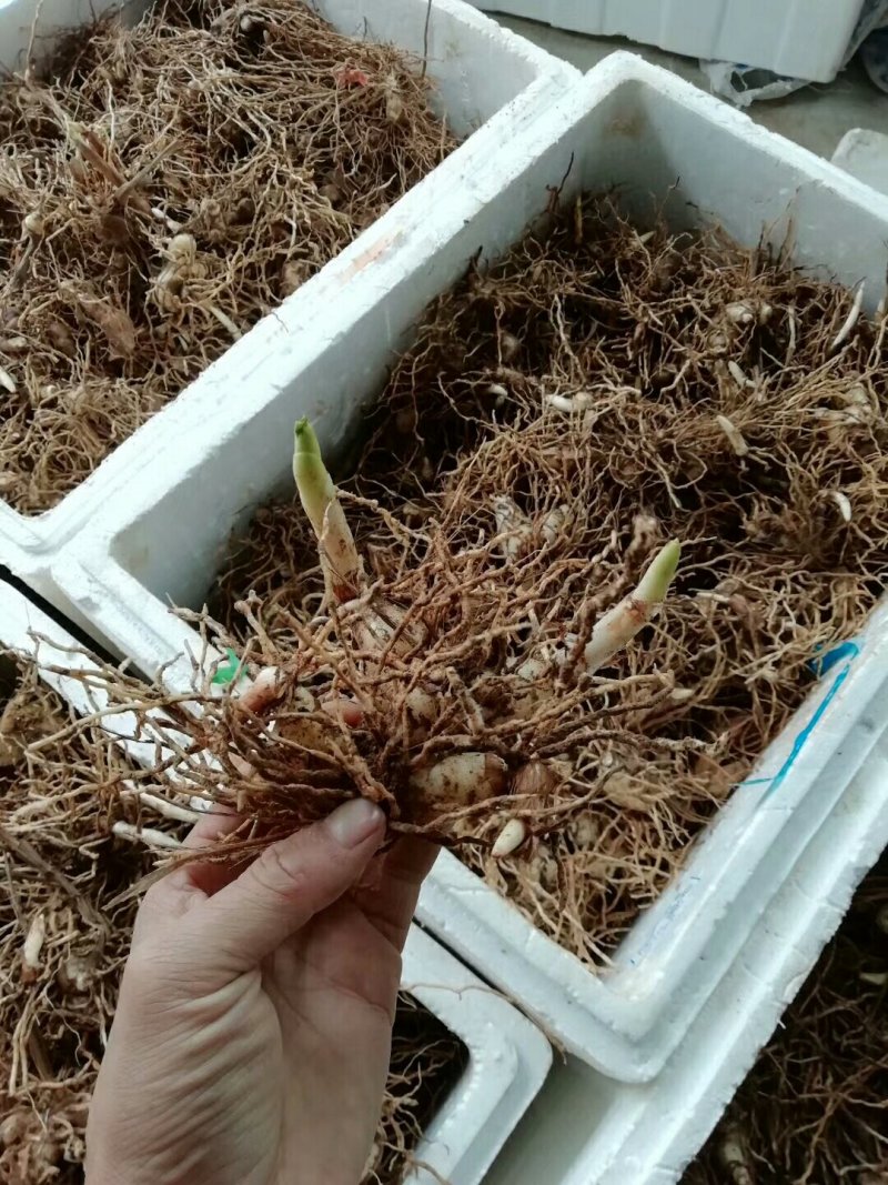 白及种，产地直销，价格实惠，质量好，常年经营