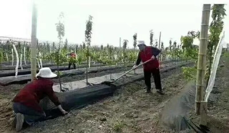 抗晒防草地布防草布可（切片打孔）可定做尺寸厂家直销