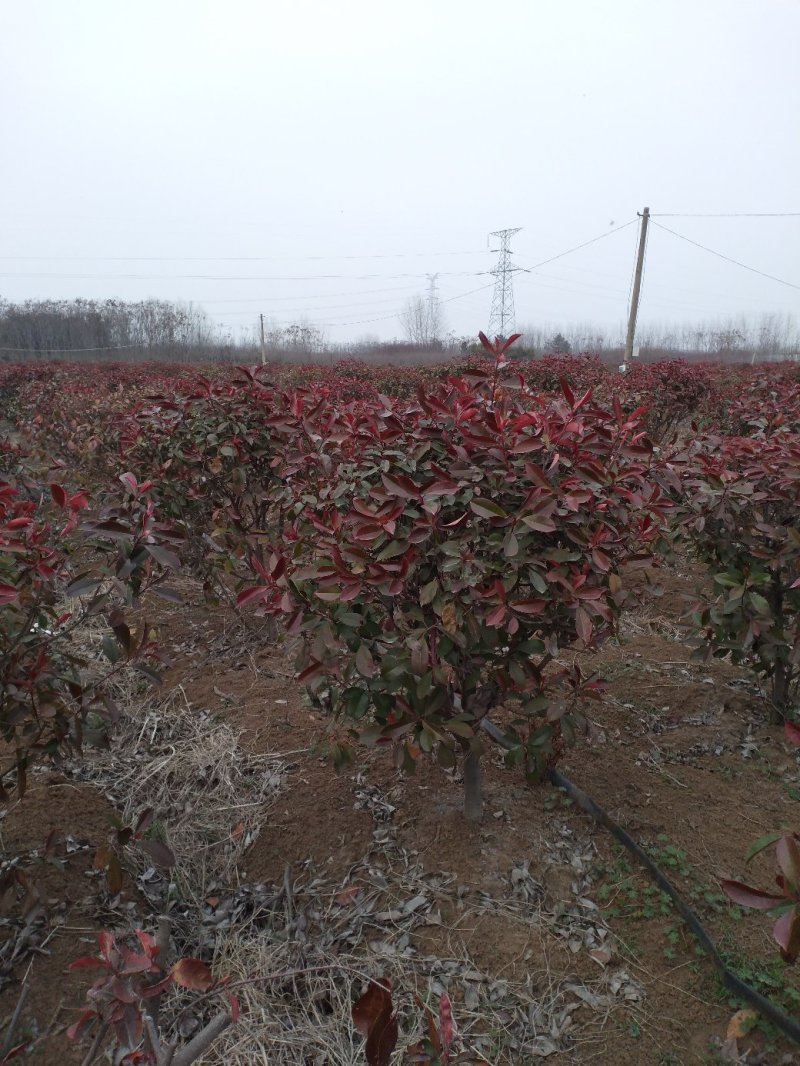 苗木场批发红叶石楠大杯苗小杯苗等绿篱绿化常规用苗
