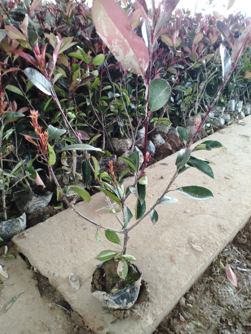 苗木场批发红叶石楠大杯苗小杯苗等绿篱绿化常规用苗