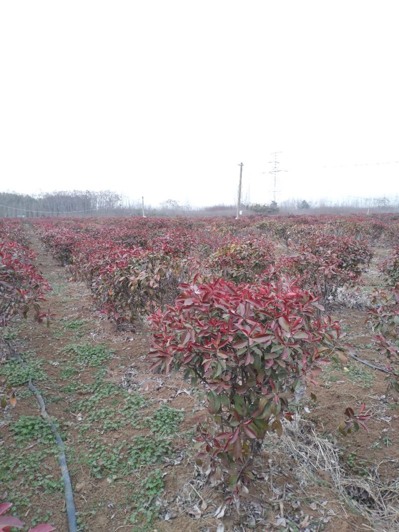 苗木场批发红叶石楠大杯苗小杯苗等绿篱绿化常规用苗