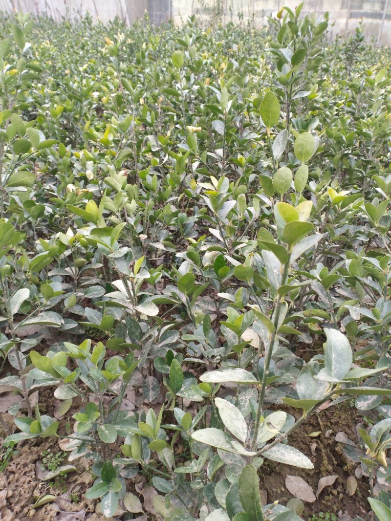 大叶黄杨苗基地大量低价批发各种规格冬青苗