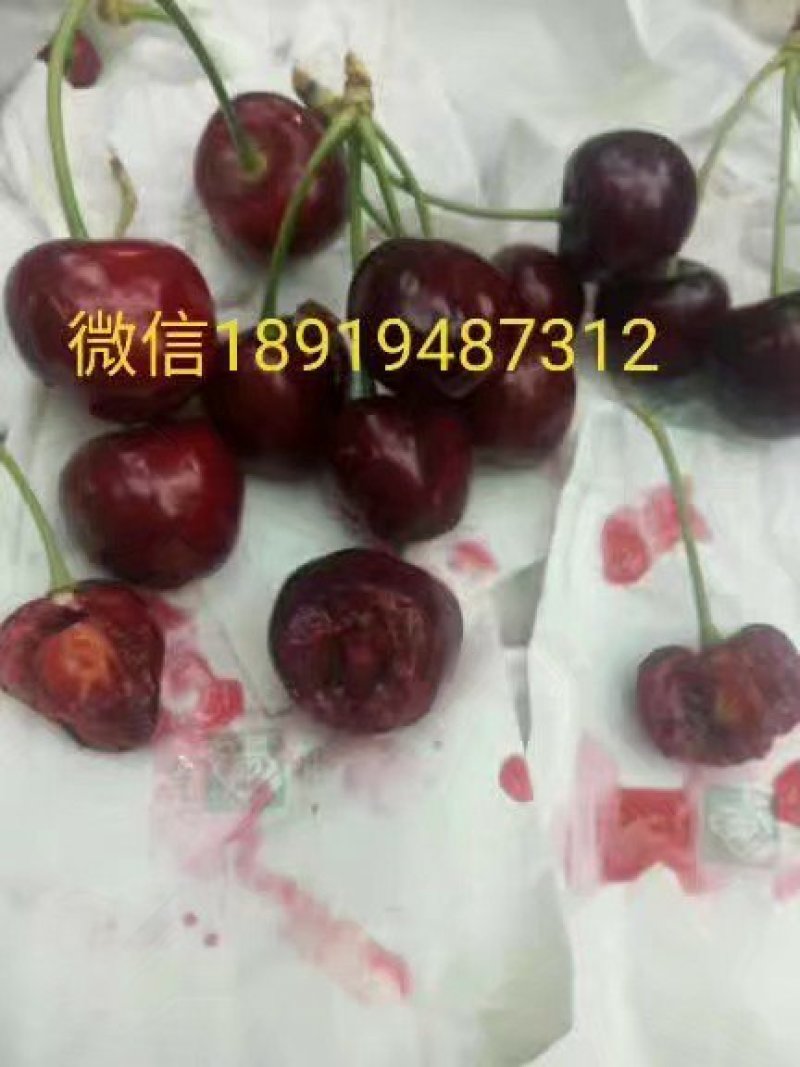 大樱桃树苗