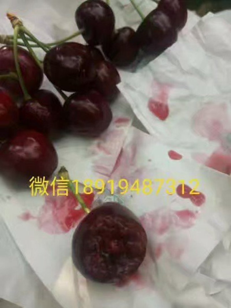 大樱桃树苗