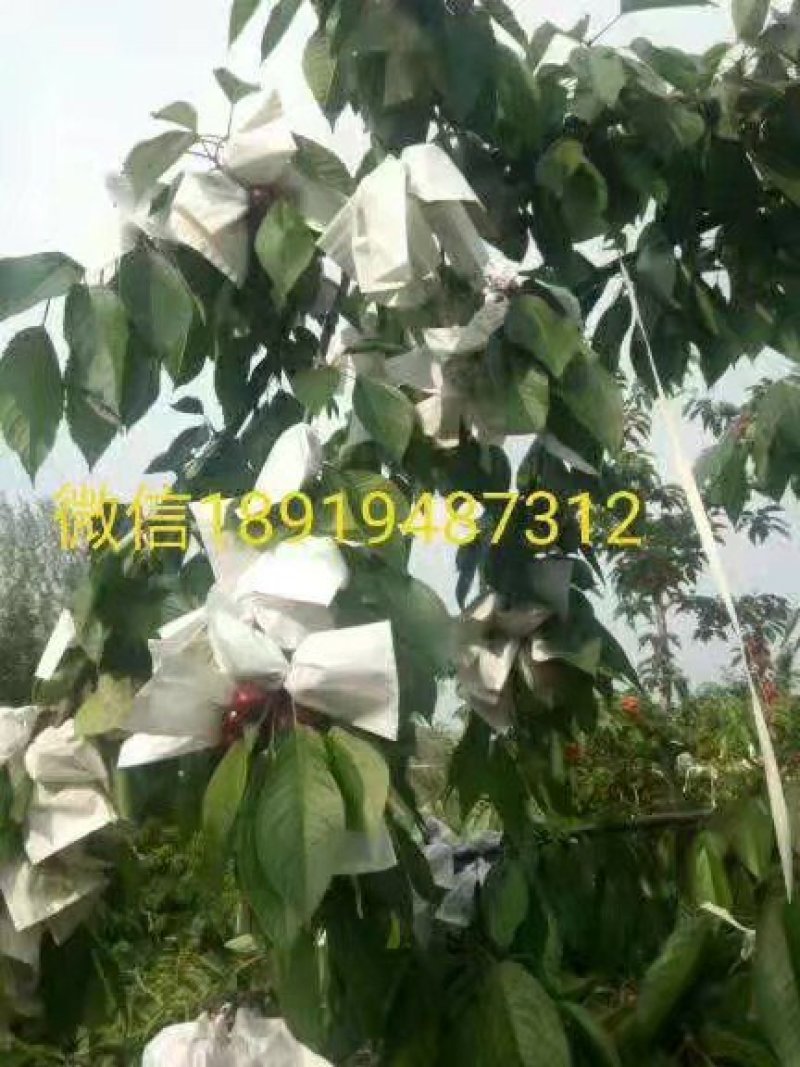 大樱桃树苗