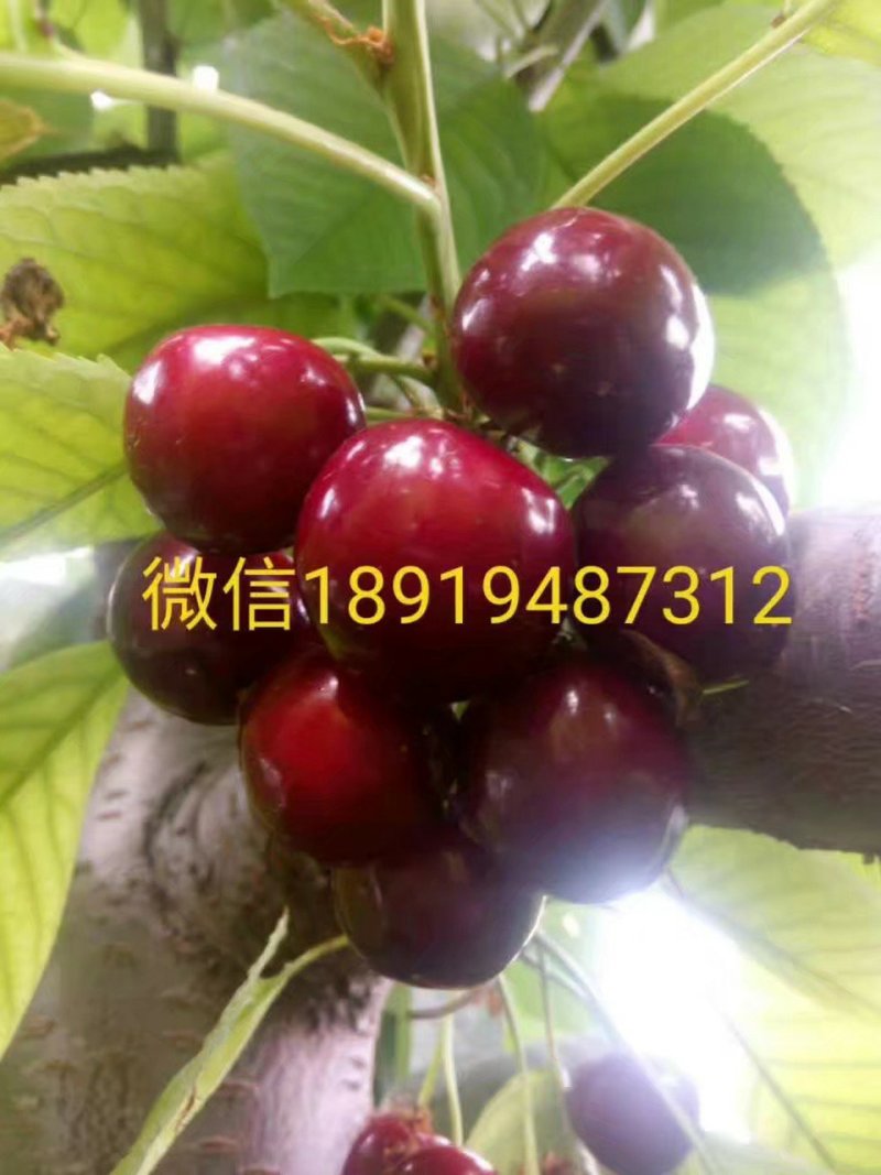 大樱桃树苗