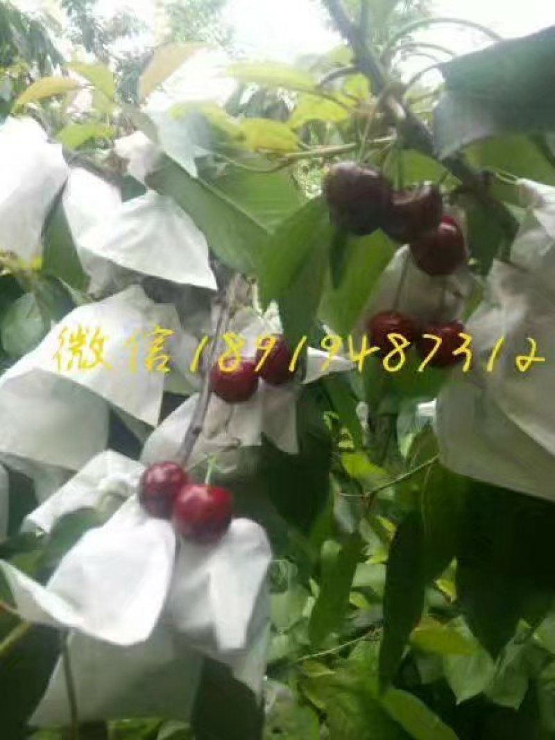 大樱桃树苗