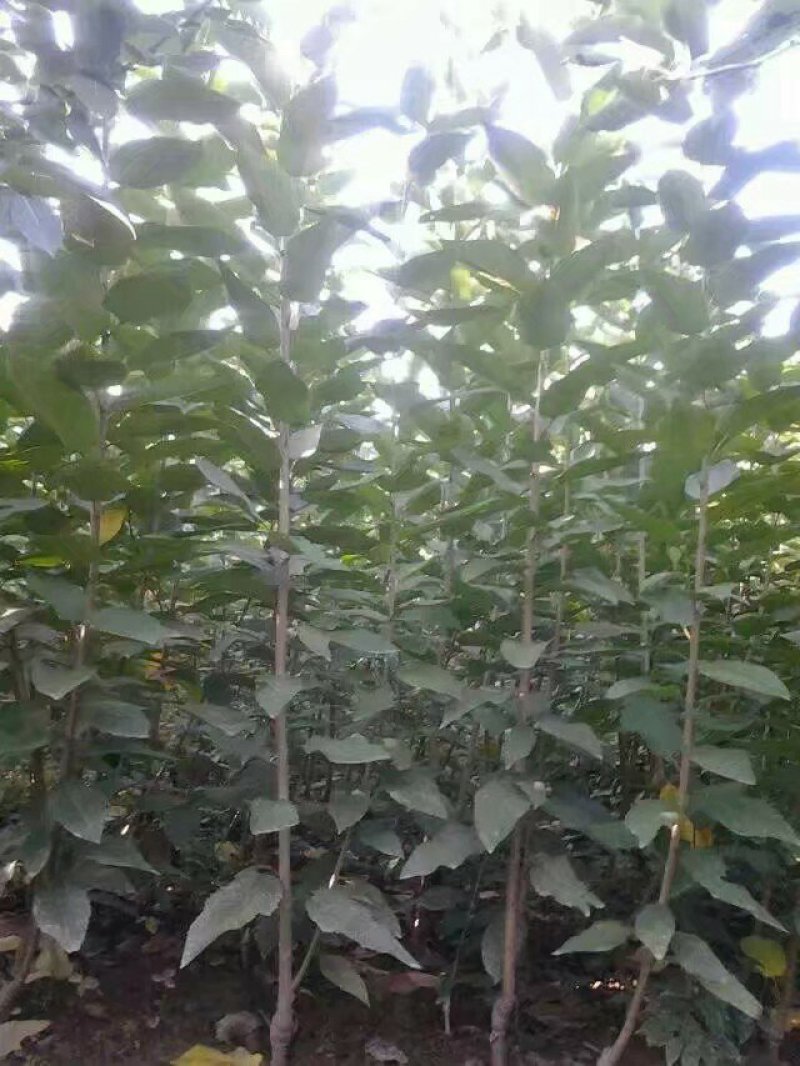 大樱桃树苗