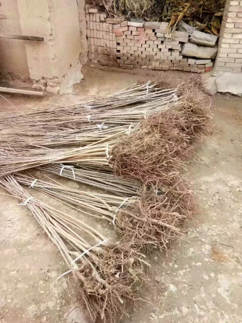 大樱桃树苗