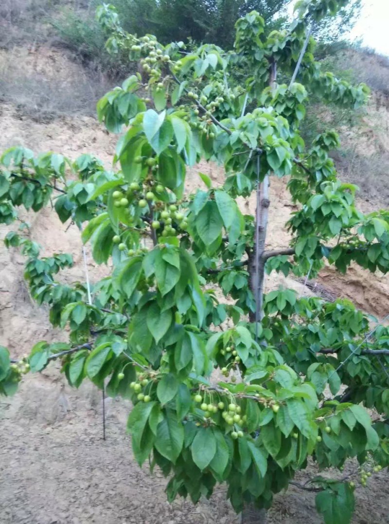 大樱桃树苗