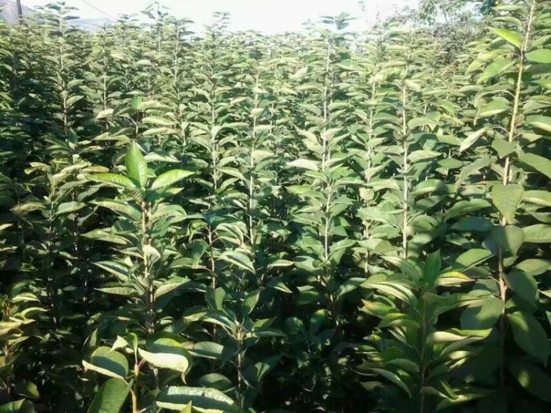 大樱桃树苗