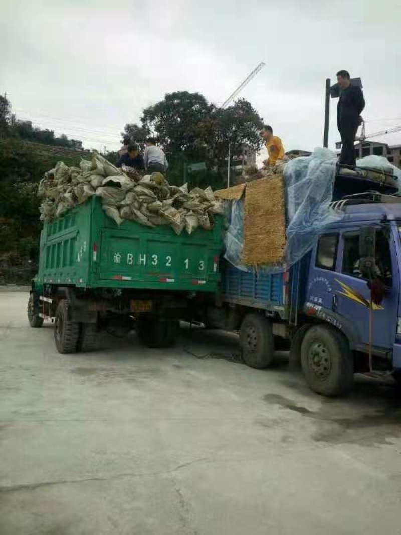 大量销售各种嫁接枣树苗，冬枣，冬枣二代，马牙，月光，悠悠
