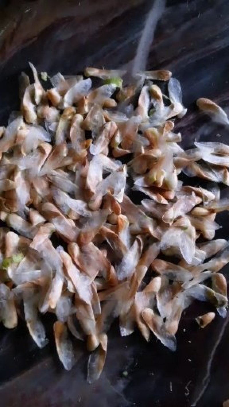 红油香椿种子发芽率高达95‰以上