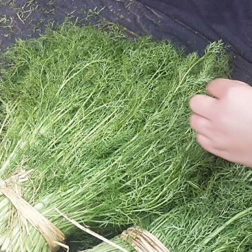 大棚茴香，已经大量上市，质量好价格低，颜色绿
