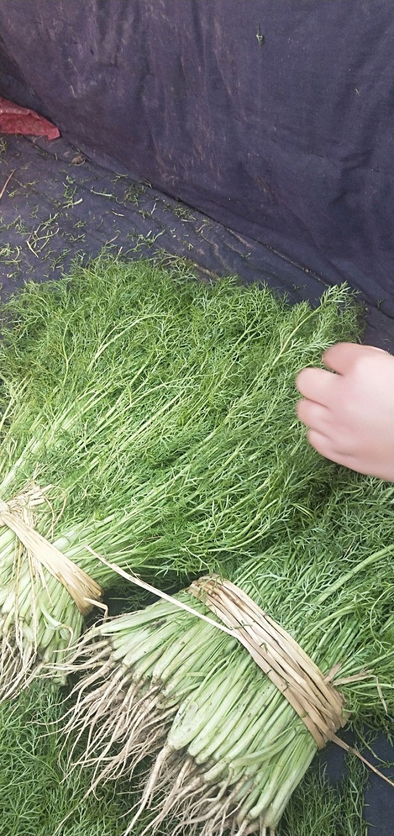 大棚茴香，已经大量上市，质量好价格低，颜色绿