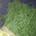 大棚茴香，已经大量上市，质量好价格低，颜色绿