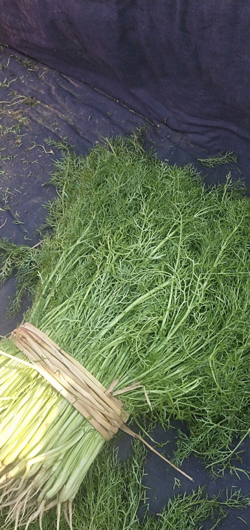 大棚茴香，已经大量上市，质量好价格低，颜色绿