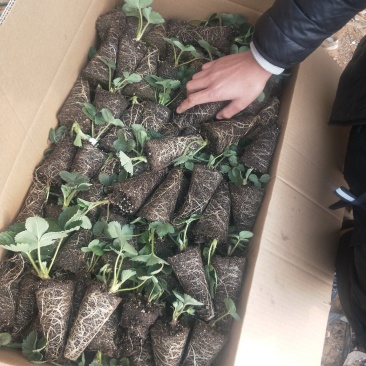 二代脱毒草莓苗