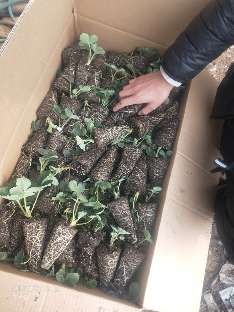 二代脱毒草莓苗