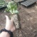 二代脱毒草莓苗
